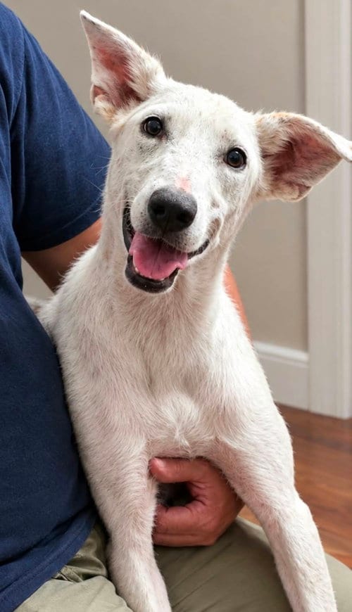 Photo of Clover Simone, adoptable Shepherd in Robbinsdale, Minnesota
