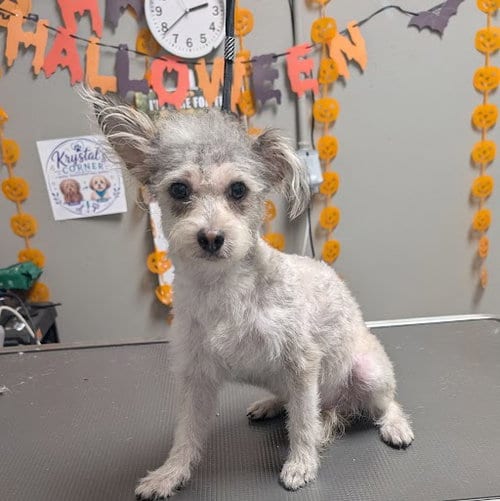 Photo of Monaco, adoptable Poodle (Miniature) in Las Vegas, Nevada