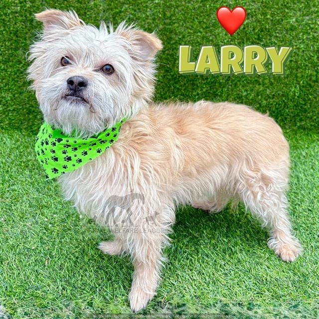 Photo of Larry, adoptable Terrier mix in Chicago Ridge, Illinois