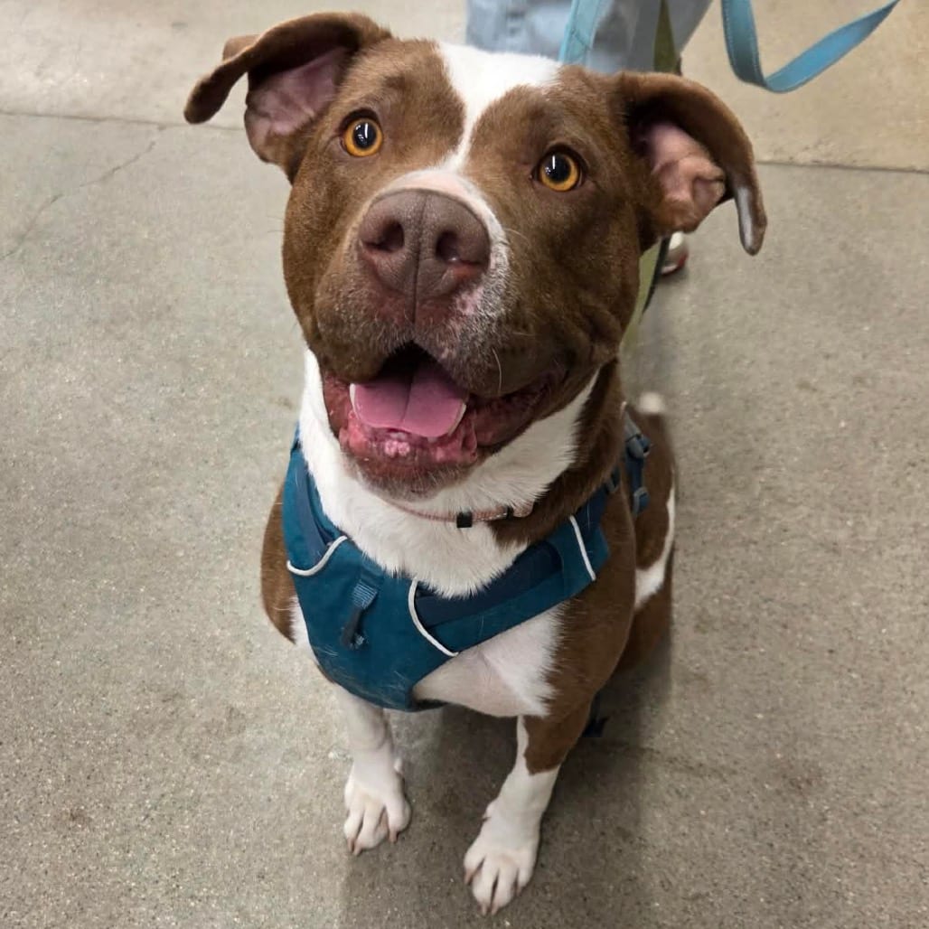 Photo of Jillian, adoptable Terrier, American Pit Bull / Mix in Buffalo, Minnesota