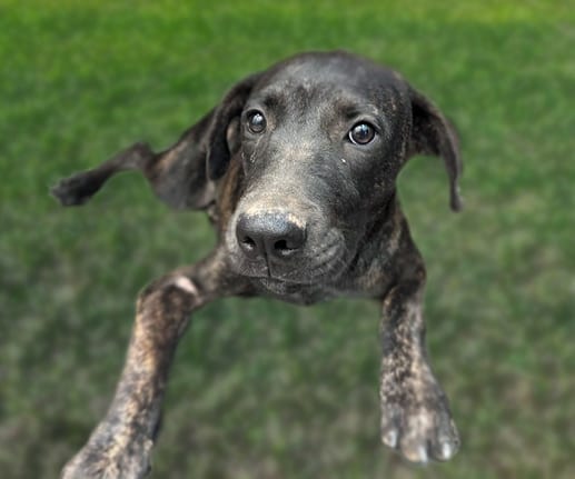 Photo of Bambi, adoptable dog