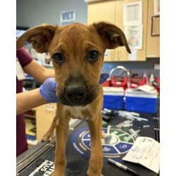 Photo of BJ, adoptable Shepherd (Unknown Type) in Jurupa Valley, California