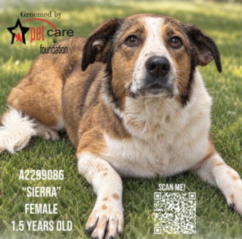 Photo of Sierra, adoptable German Shepherd Dog in Los Angeles, California