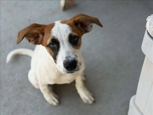 Photo of Shep, adoptable Australian Cattle Dog/Blue Heeler in Tulsa, Oklahoma