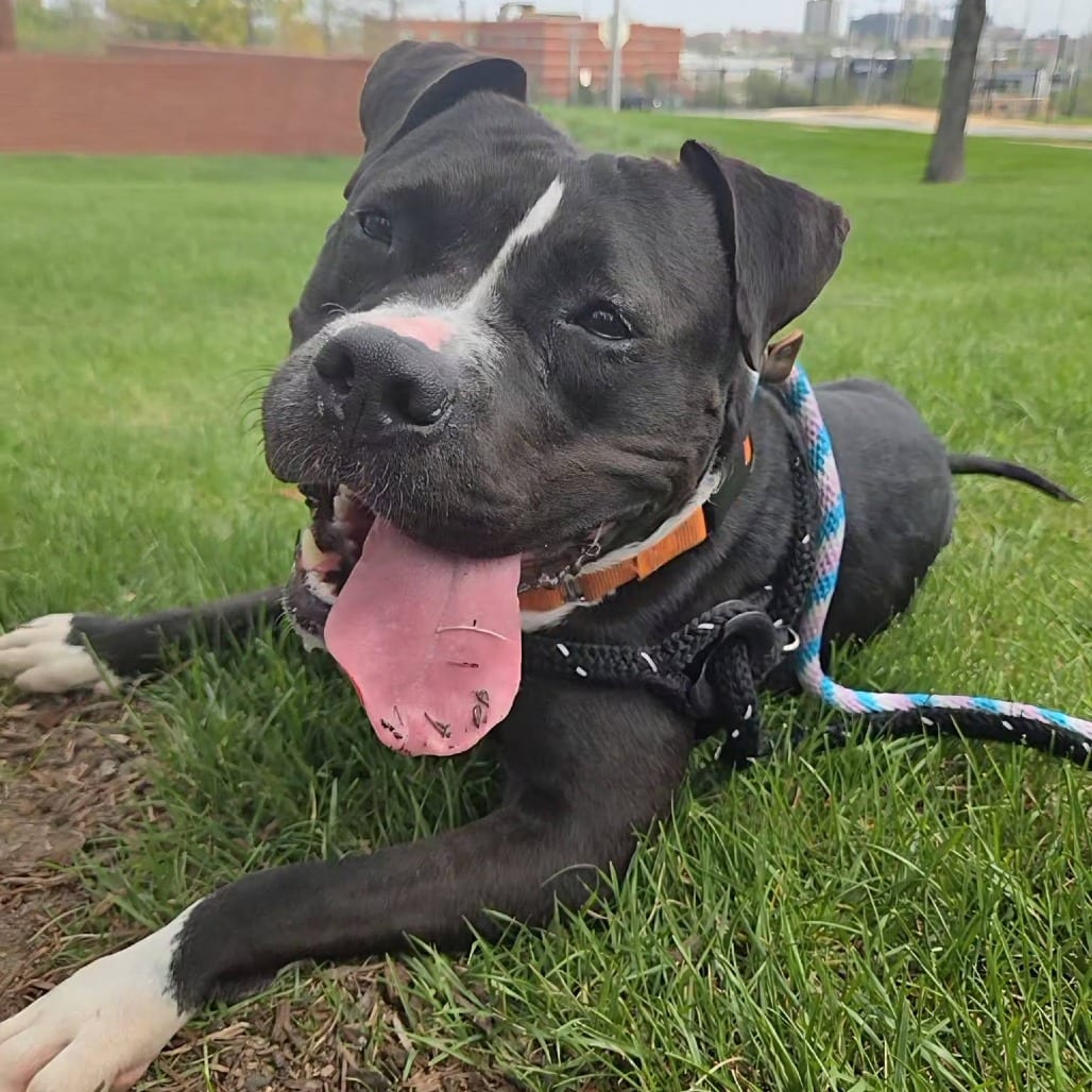 Photo of Tia Tequila, adoptable Mixed Breed (Medium) in St. Louis, Missouri