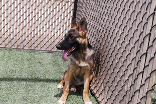 Photo of Banshee, adoptable German Shepherd Dog in Norco, California