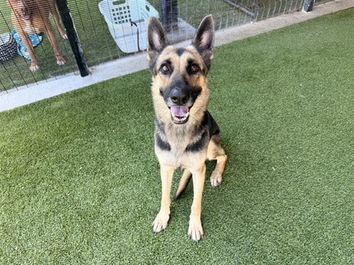 Photo of Colby, adoptable German Shepherd Dog in Garland, Texas