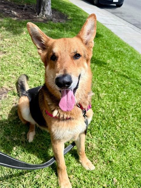 Photo of Luca, adoptable German Shepherd Dog in Chula Vista, California