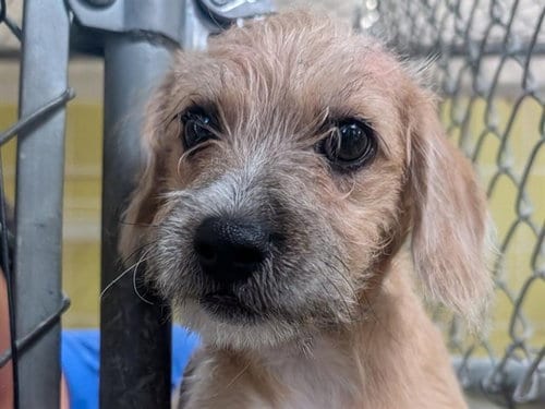 Photo of Glue Stick, adoptable Terrier in Redwood City, California