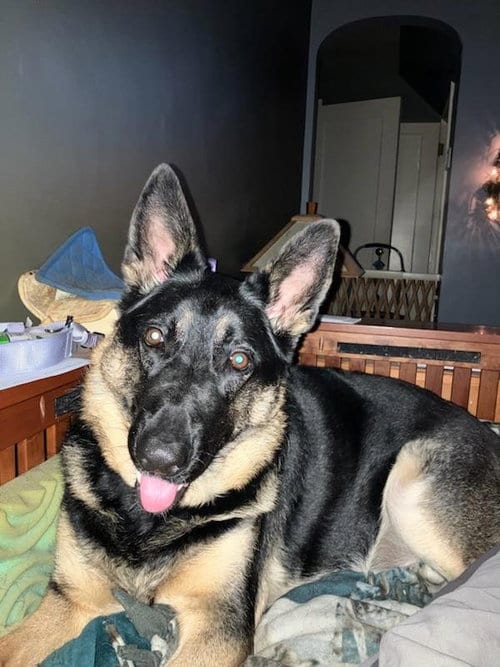 Photo of Estelle, adoptable German Shepherd Dog in Cuyahoga Falls, Ohio