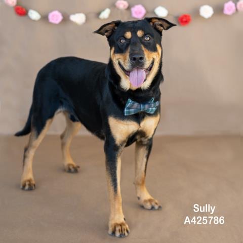 Photo of Sully, adoptable Rottweiler in Conroe, Texas