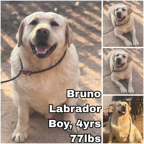 Photo of Bruno from Korea, adoptable Labrador Retriever in Federal Way, Washington
