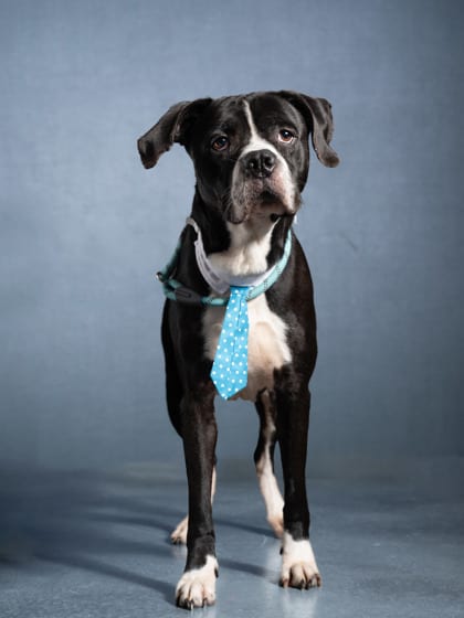 Photo of Doofy, adoptable dog in Atlanta, Georgia
