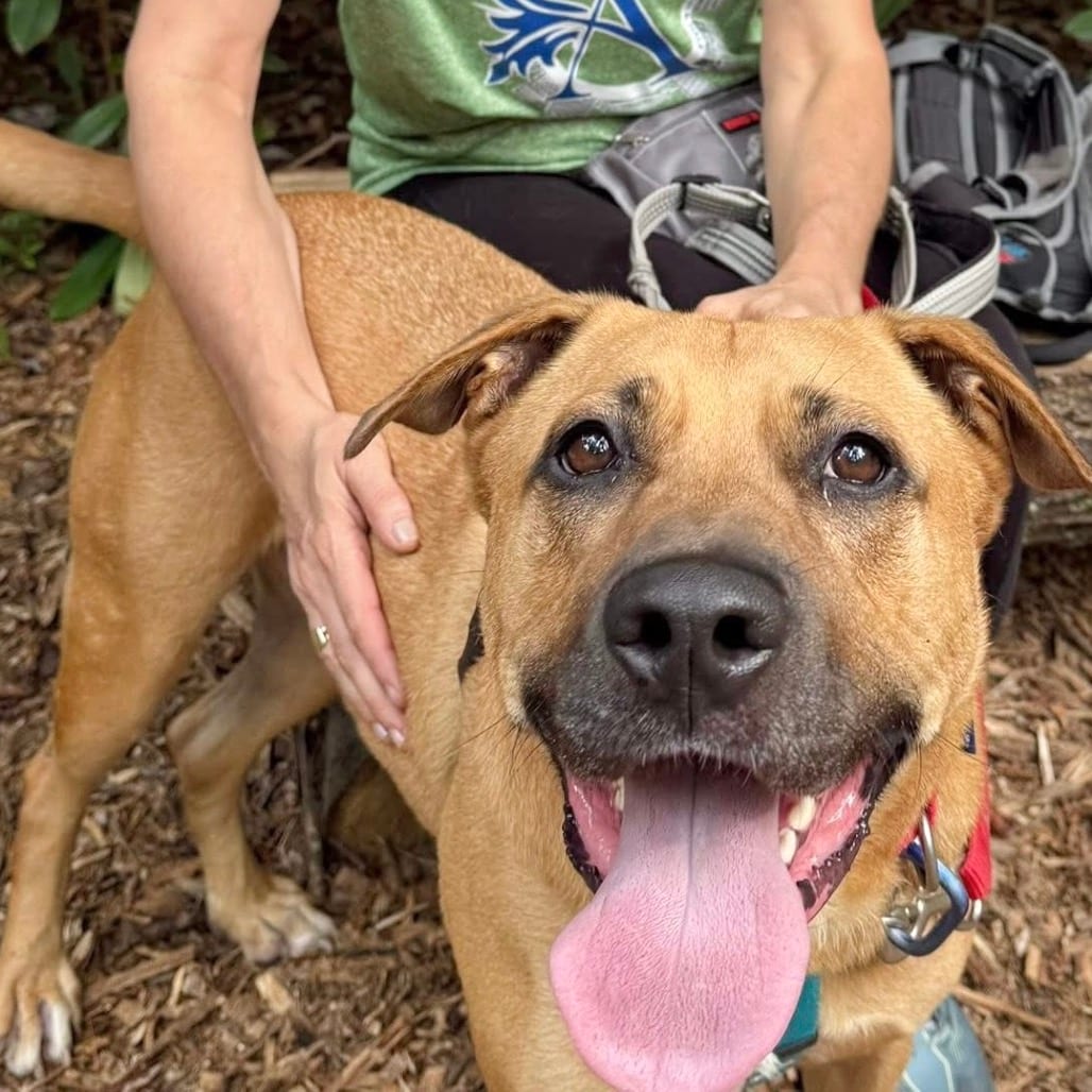 Photo of Goober, adoptable Mixed Breed (Large)