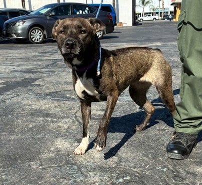 Photo of Baby, adoptable Pit Bull Terrier in Chatsworth, California
