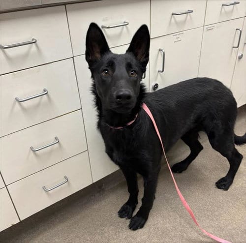 Photo of Cosette, adoptable German Shepherd Dog in HESPERIA, California