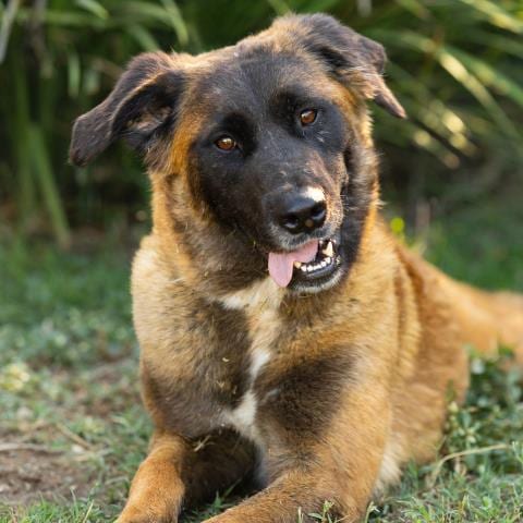 Photo of Pumpkin, adoptable Anatolian Shepherd in Camarillo, California