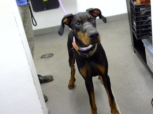 Photo of Bronx, adoptable Doberman Pinscher in Mesa, Arizona