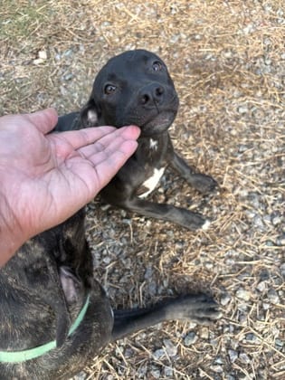 Photo of Maggie, adoptable Terrier, Pit Bull/Mix in Raeford, North Carolina