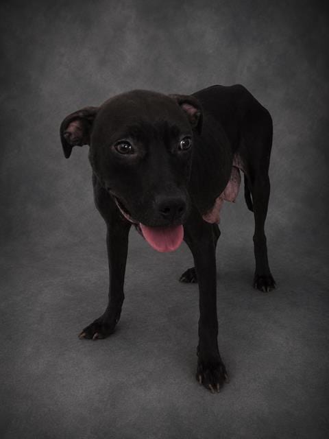 Photo of A1282187, adoptable Bulldog in Winter Haven, Florida