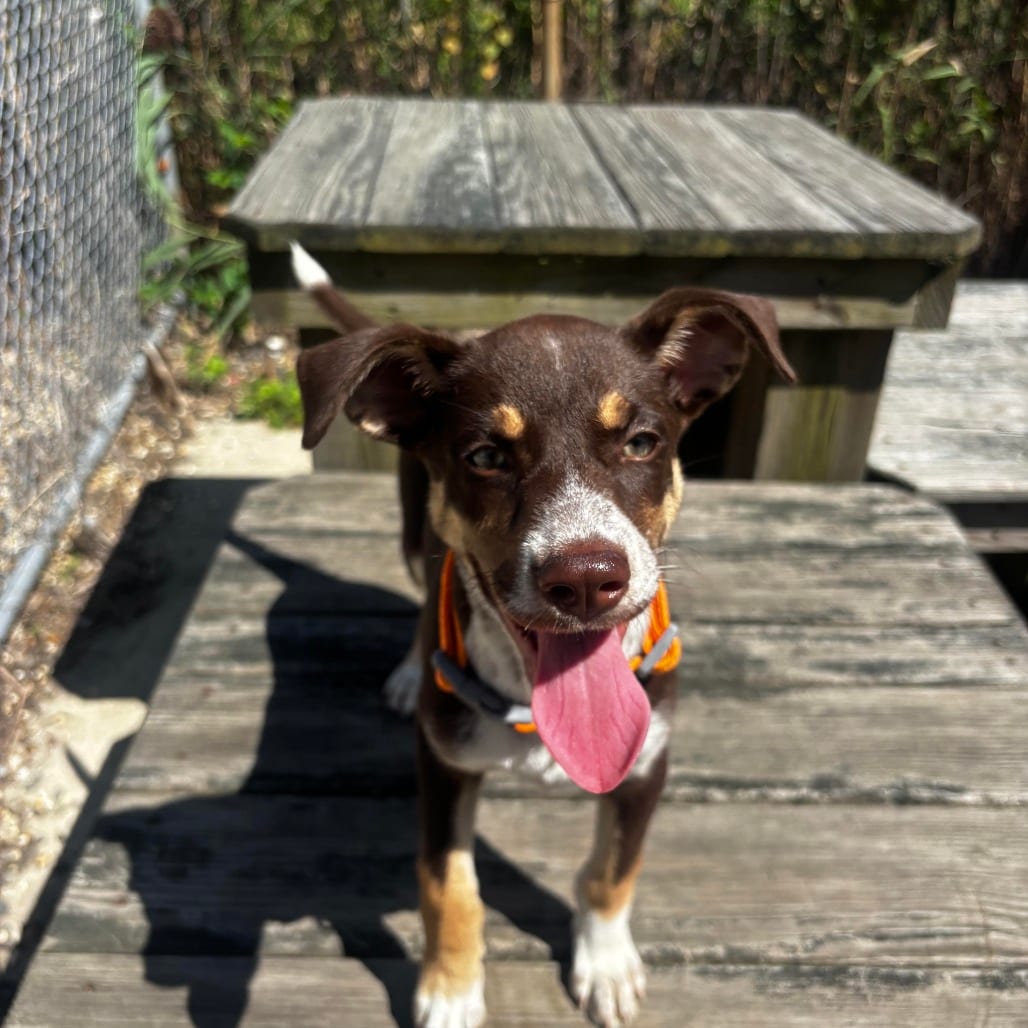 Photo of Bingo, adoptable Husky / Dalmatian in Atlantic City, New Jersey
