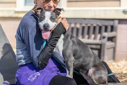Photo of Tango, adoptable dog in Chamblee, Georgia