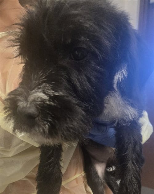 Photo of A172030, adoptable Terrier in Bakersfield, California
