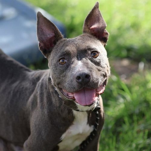 Photo of Millie, adoptable Pit Bull Terrier in Modesto, California