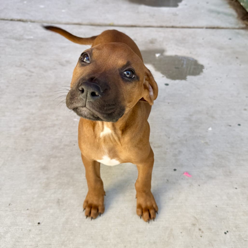 Photo of Natalie, adoptable Boxer in Agoura Hills, California
