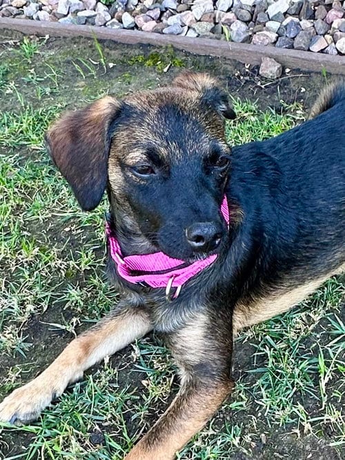 Photo of Nancy, adoptable Terrier in San Diego, California