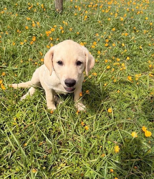 Photo of Lab 2, adoptable Labrador Retriever in Valrico, Florida