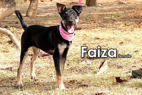 Photo of Faiza from Taiwan, adoptable Mountain Dog in Federal Way, Washington