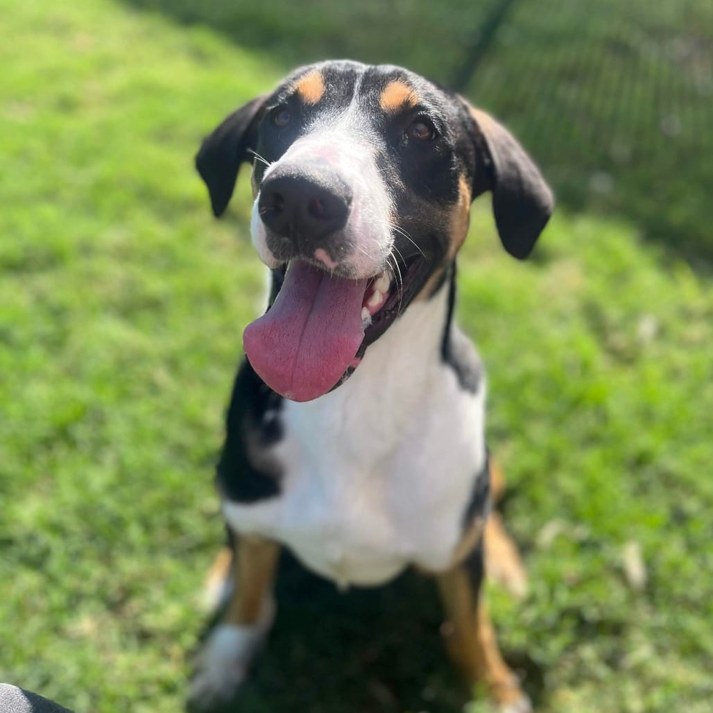 Photo of Harvey, adoptable Boxer / Retriever, Labrador in Houston, Texas