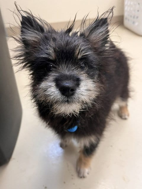 Photo of Lyla, adoptable Terrier in Webster, Wisconsin
