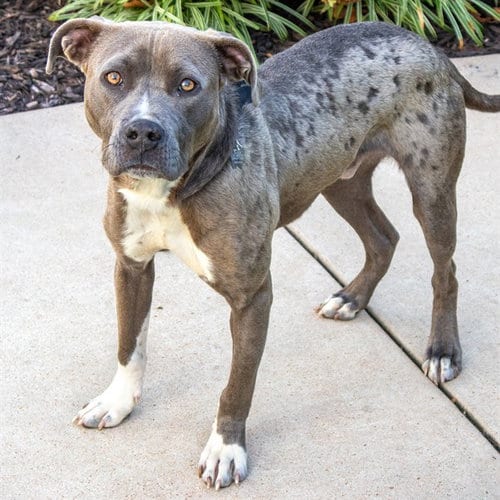 Photo of Bowser, adoptable Pit Bull Terrier in Maryland, Missouri
