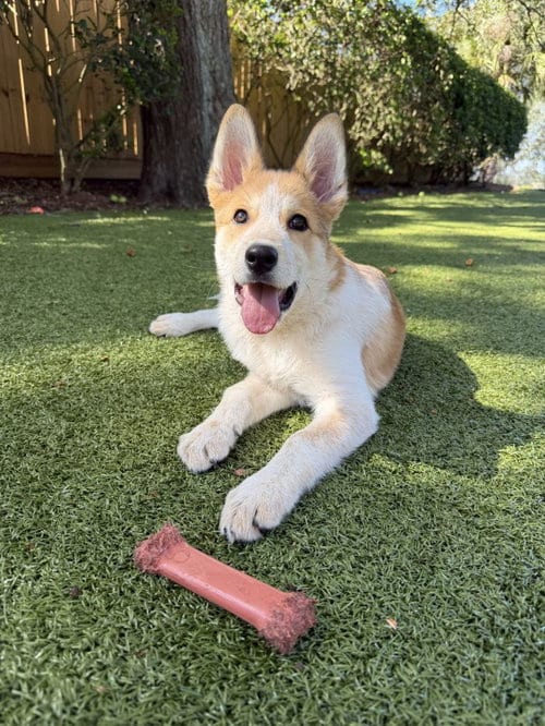 Photo of Dundee, adoptable Red Heeler in Hilton Head, South Carolina
