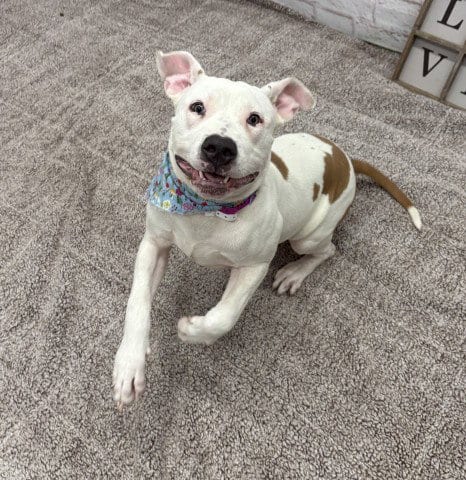 Photo of Hayden, adoptable American Staffordshire Terrier in Detroit, Michigan