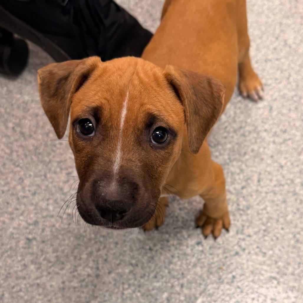 Photo of Riot, adoptable Terrier, Pit Bull / Boxer in Spartanburg, South Carolina