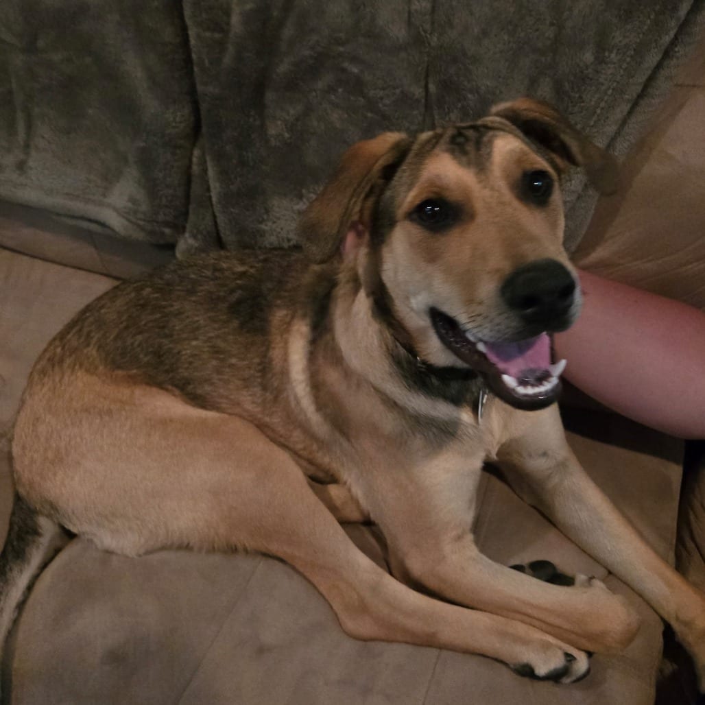 Photo of Falcon, adoptable Retriever, Labrador / Shepherd, German in Normal, Illinois
