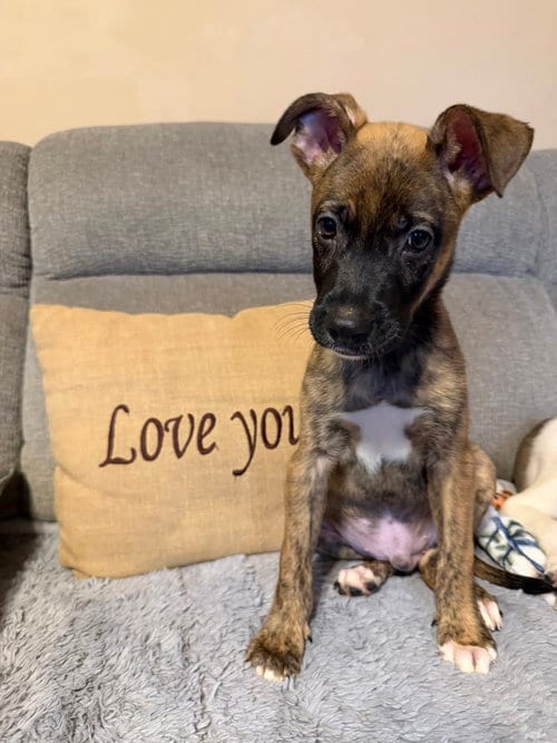 Photo of Snickers, adoptable Mountain Cur in Willingboro, New Jersey