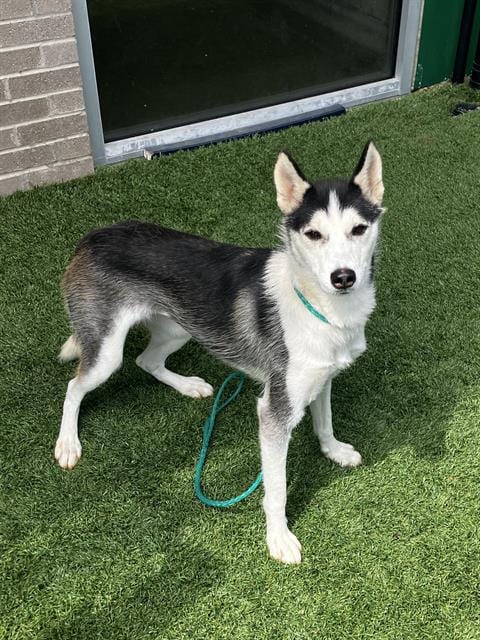 Photo of Frankie, adoptable Husky in Dallas, Texas