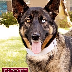 Photo of Parmida, adoptable German Shepherd Dog Australian Shepherd in Marina del Rey, California