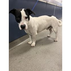Photo of Panda, adoptable Terrier (Unknown Type, Medium) in Doral, Florida