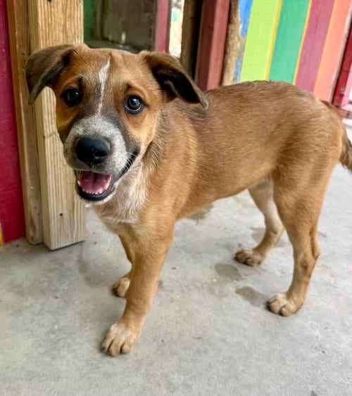 Photo of Bear, adoptable Australian Shepherd in Williamsburg, New Mexico