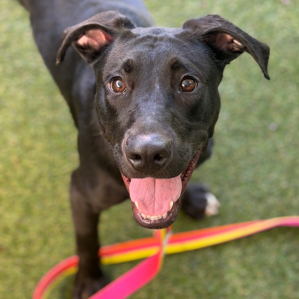 Photo of Penguin, adoptable Mixed Breed (Medium)