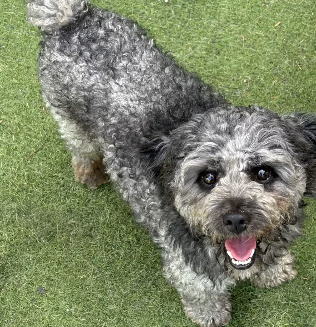 Photo of Beno, adoptable Poodle (Miniature)/Bedlington Terrier in Plainfield, New Jersey