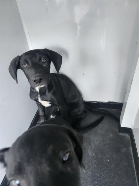 Photo of Senior Labrador Retriever, adoptable Labrador Retriever in Bakersfield, California