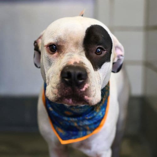Photo of Ralph, adoptable American Staffordshire Terrier in San Antonio, Texas
