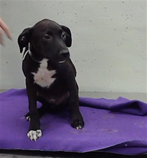 Photo of Danny, adoptable Labrador Retriever in Houston, Texas