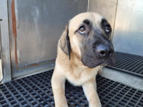 Photo of Willy, adoptable Mastiff in Los Angeles, California